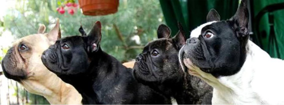 Cachorros Colombia - Bulldog Francés