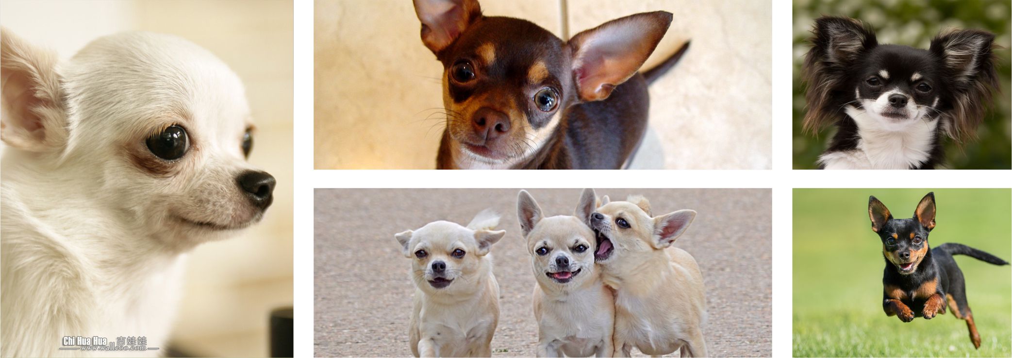 Cachorros Colombia - Chihuahua