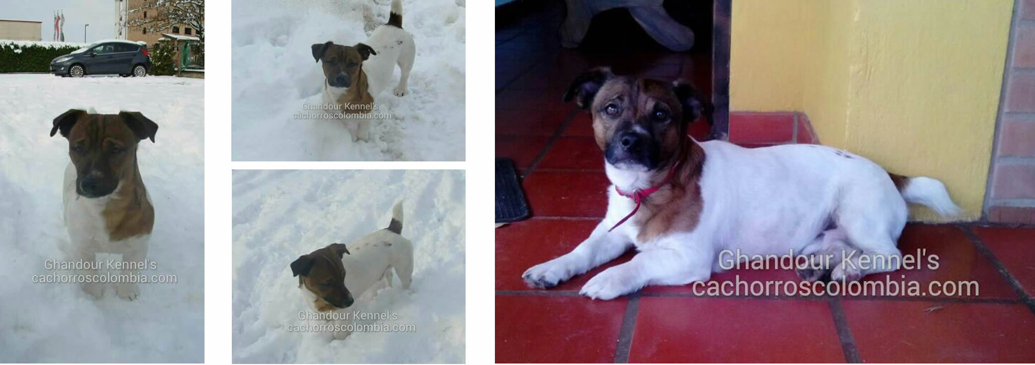 Cachorros Colombia - Jack Russell