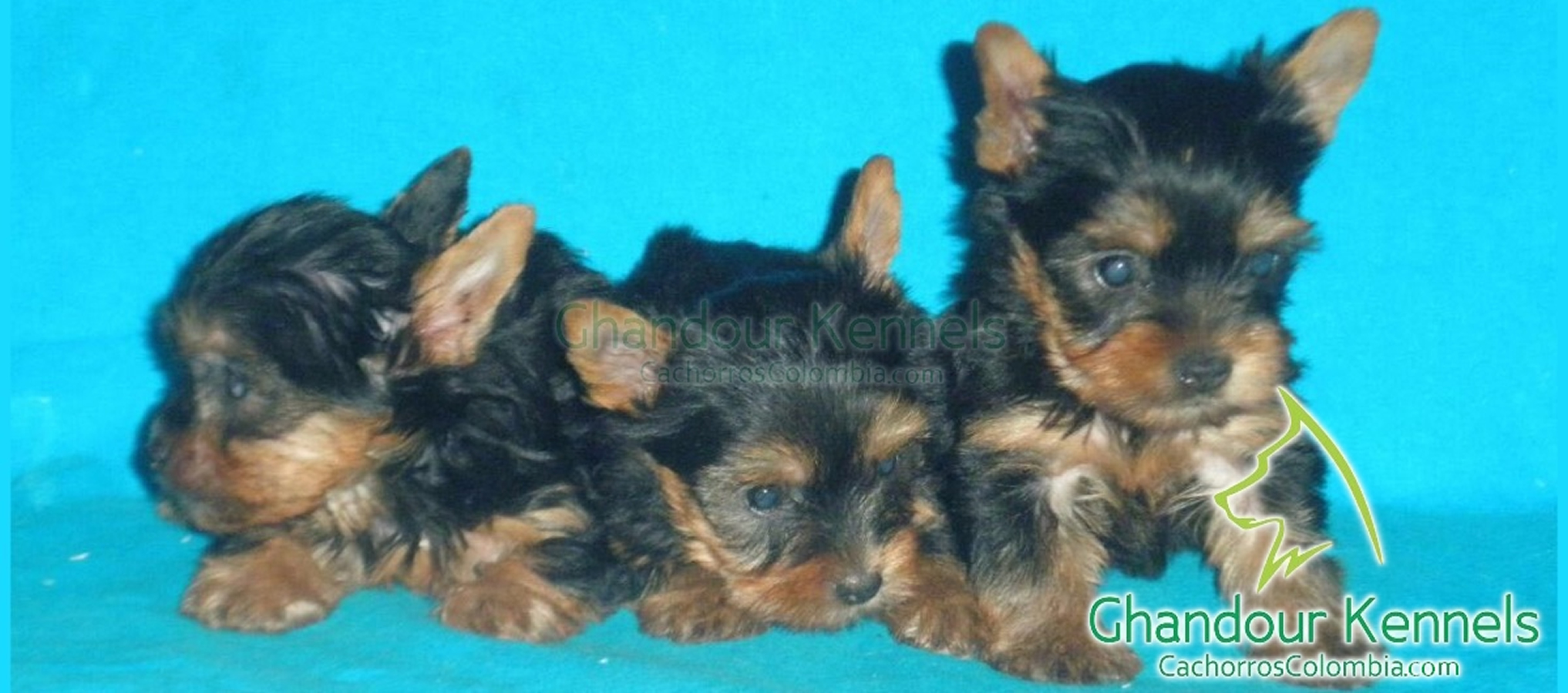 Cachorros Colombia - Yorkshire Terrier