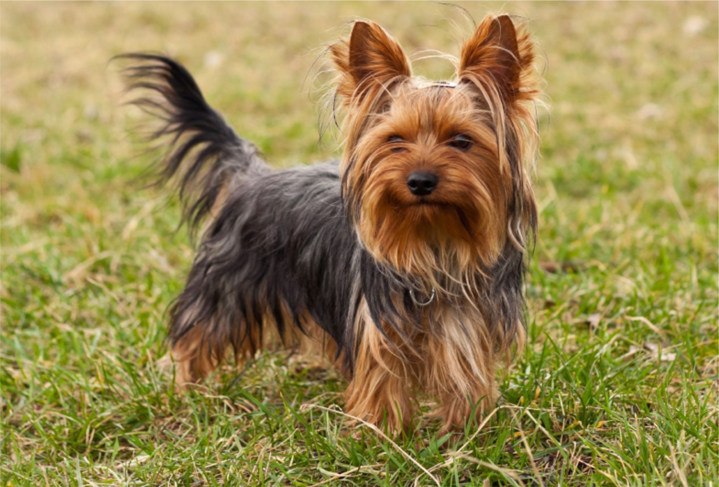 Cachorros Colombia - Yorkshire Terrier